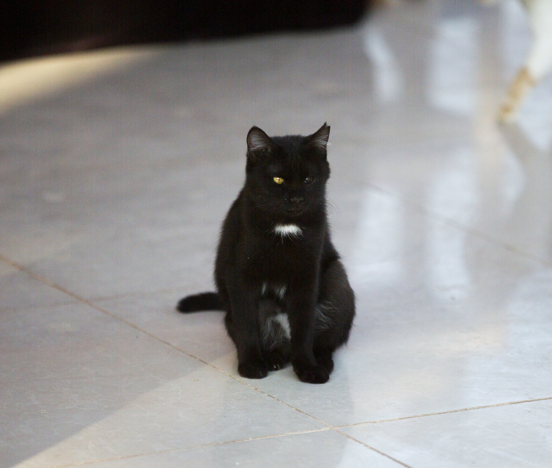 A black cat with a white bib sitting on sanctuary stone.
