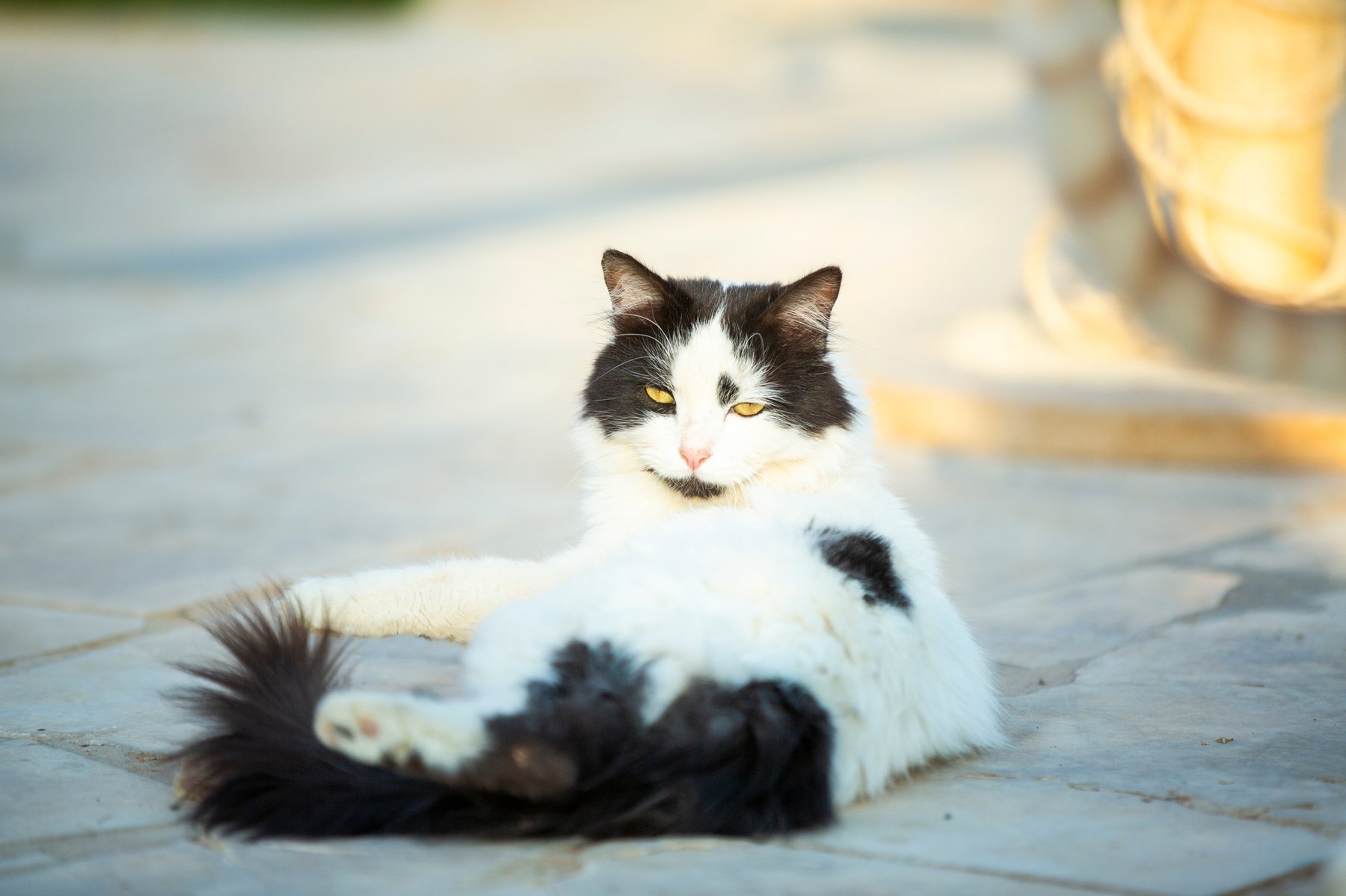 A long-haired black-and-white cat looking toward the camera on sanctuary stone.