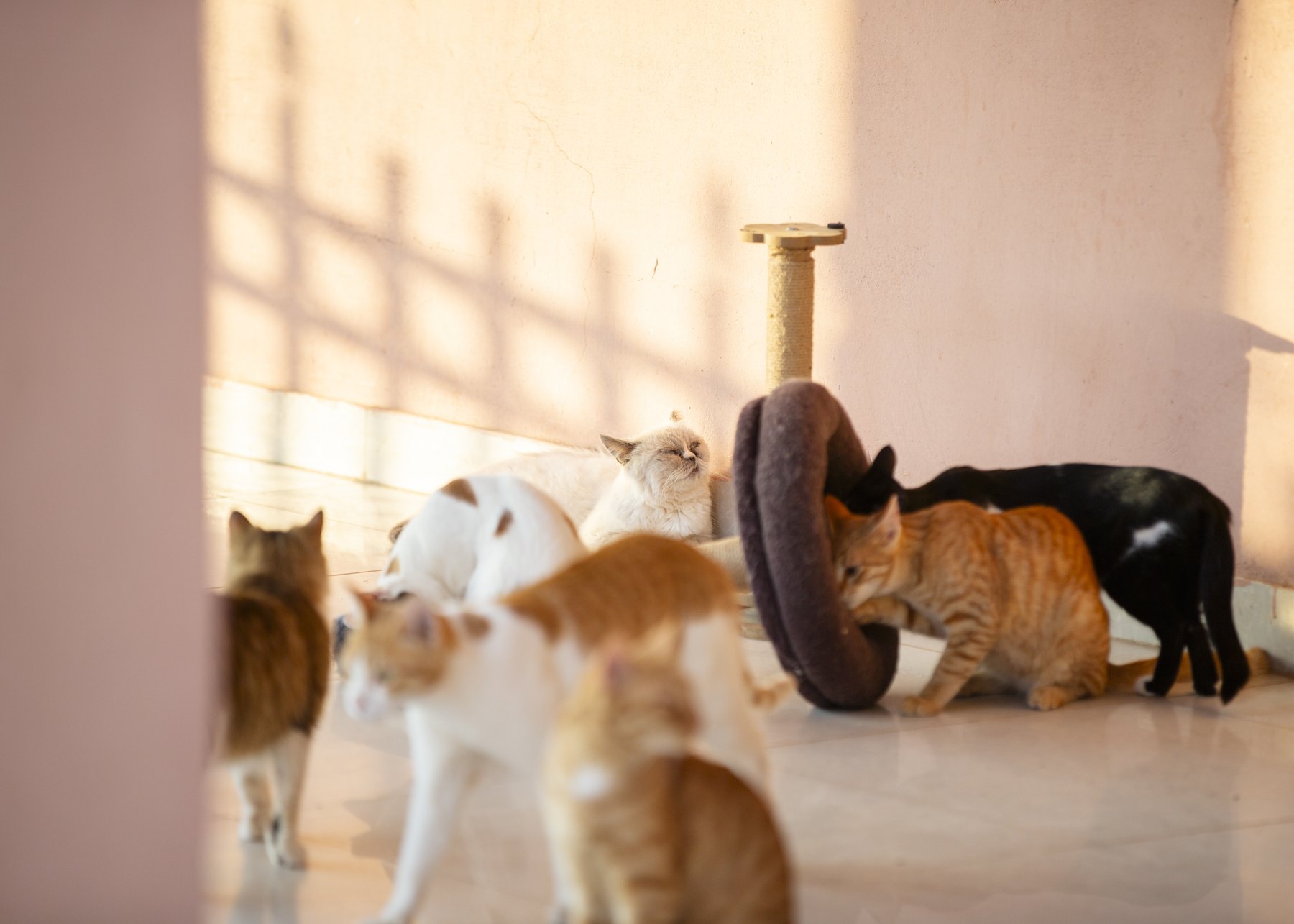Indoor kitten room — an orange kitten plays beside a purple bed while other cats rest on the tiled floor.
