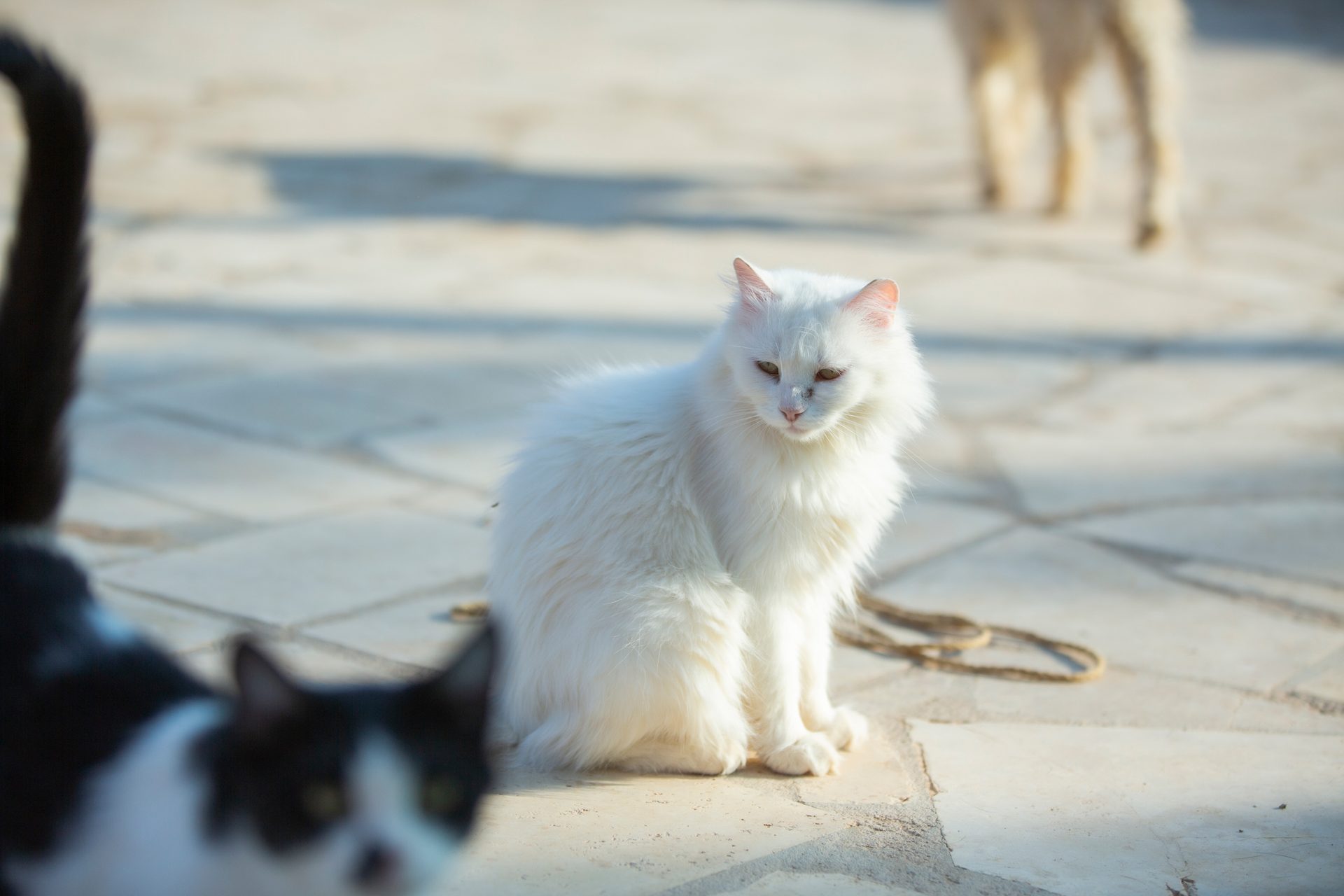 A moment from daily life at the Animal House sanctuary.