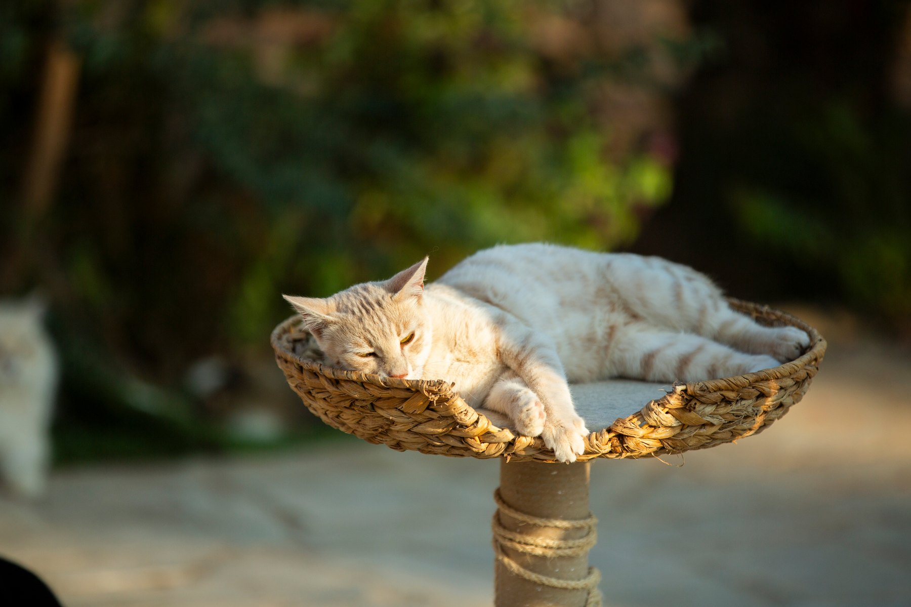 A cat asleep in a raised wicker basket.