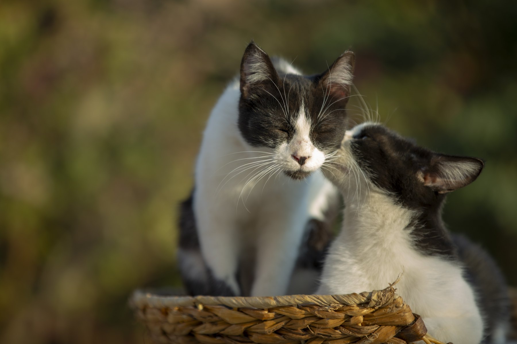 Two cats sitting close together on sanctuary stone.