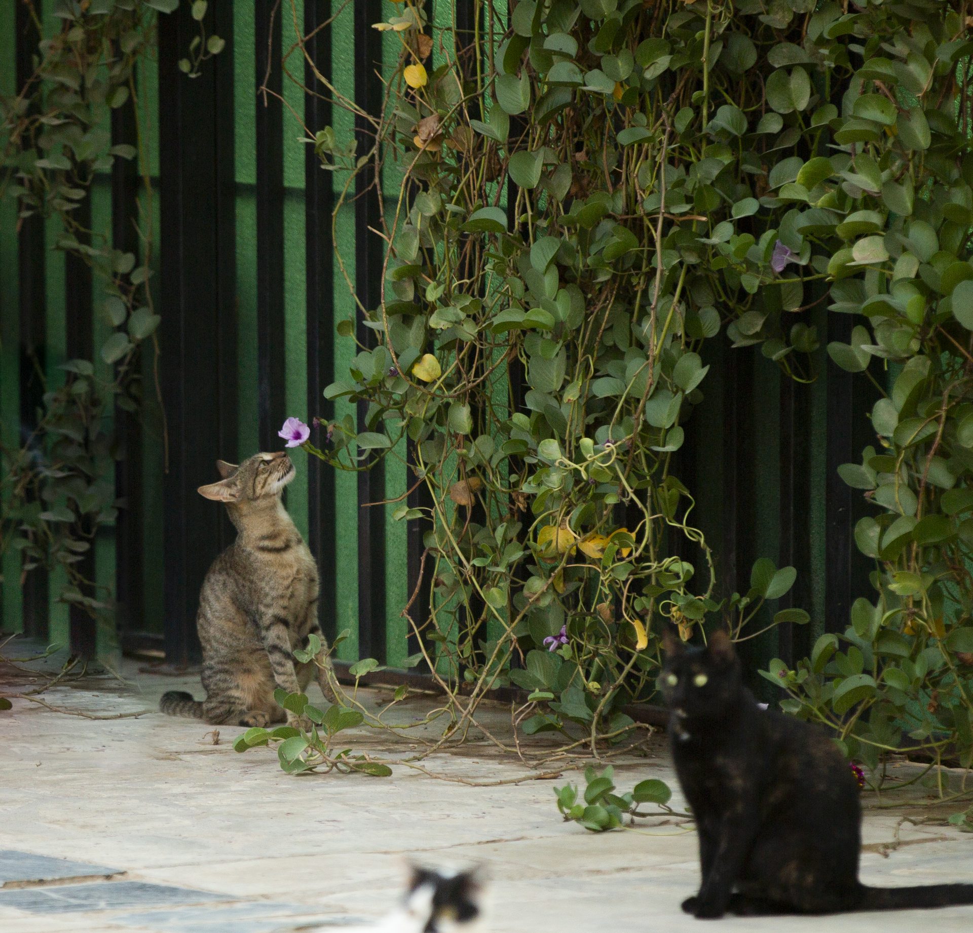 A tabby and a black cat among garden vines — faces in open air.