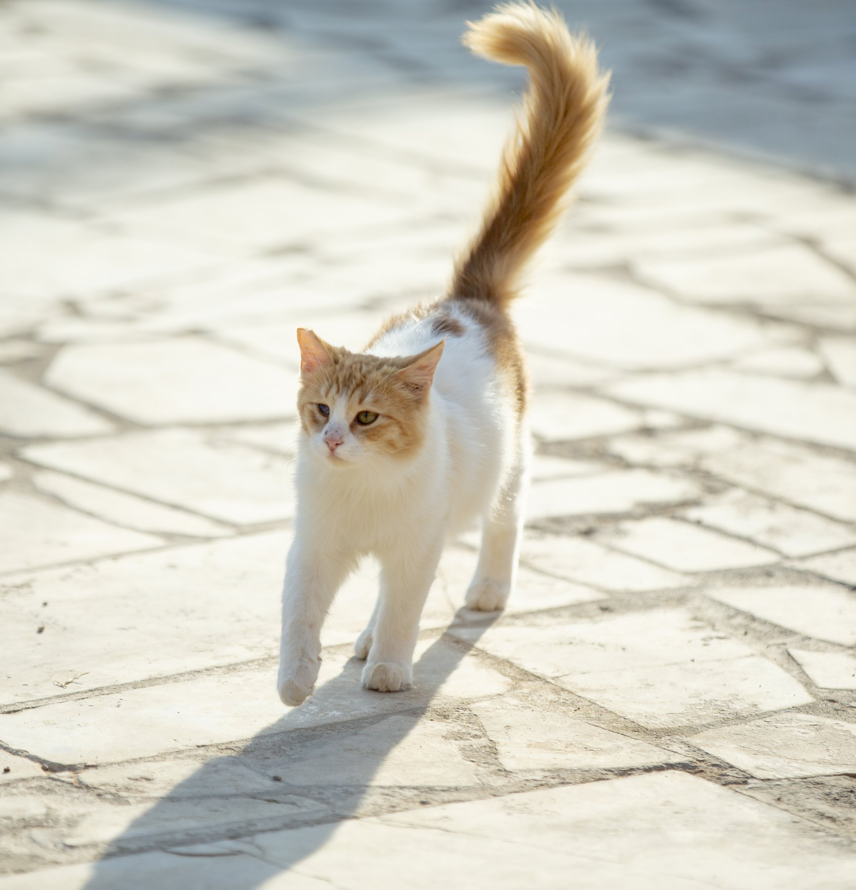 A white and ginger cat with a tall plume tail walking on stone pavers.