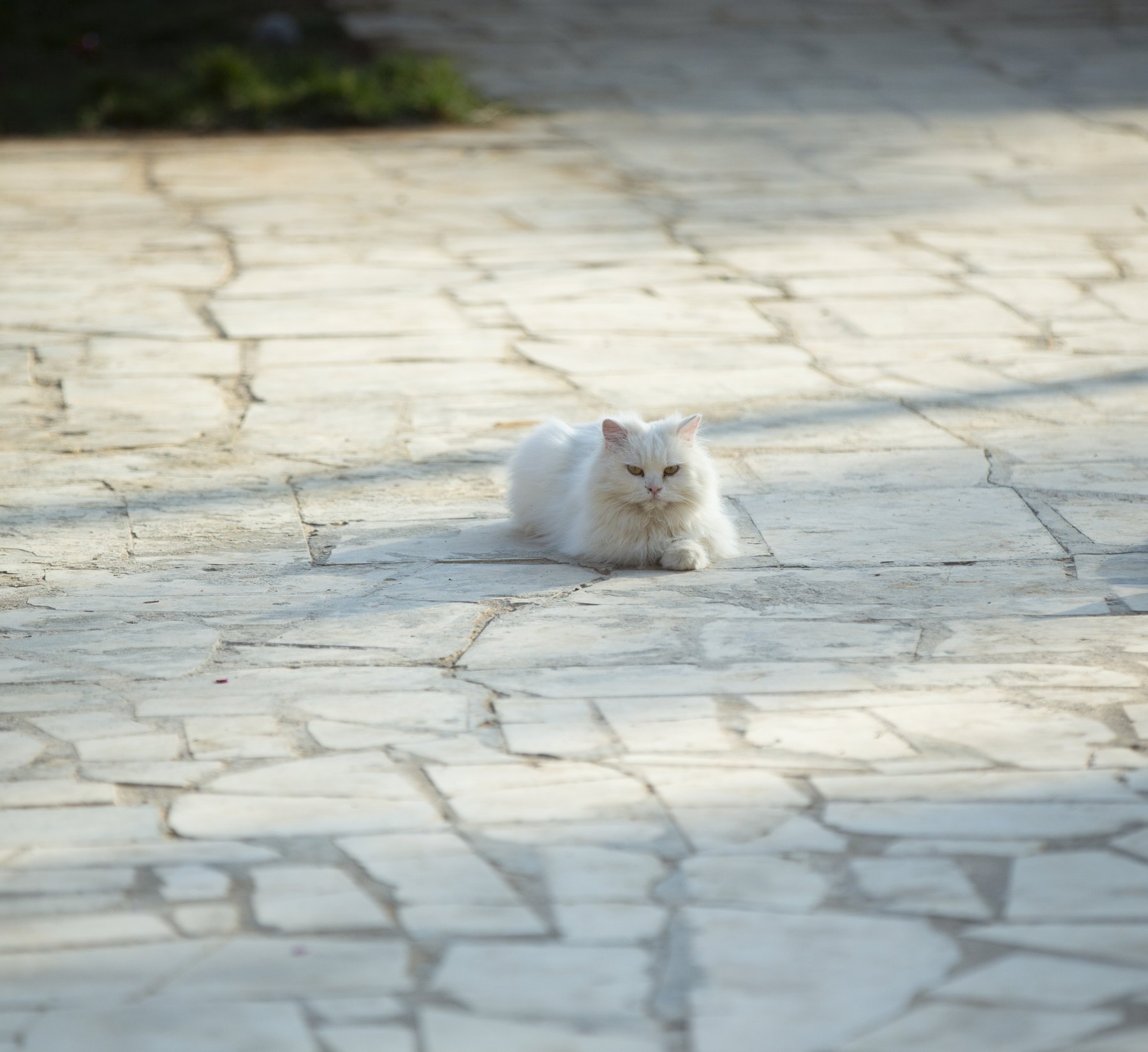 A fluffy white long-haired cat resting on sanctuary stone pavers, looking toward the camera.