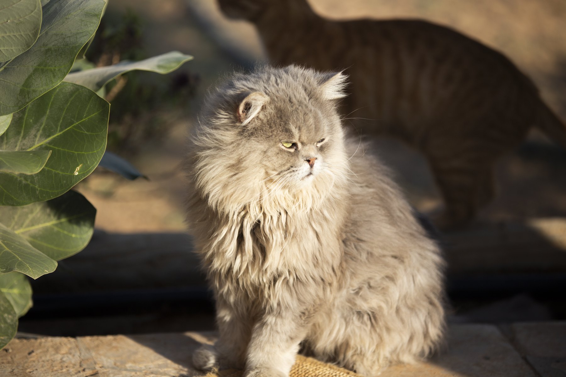 A soft grey long-haired cat sitting in warm garden light.