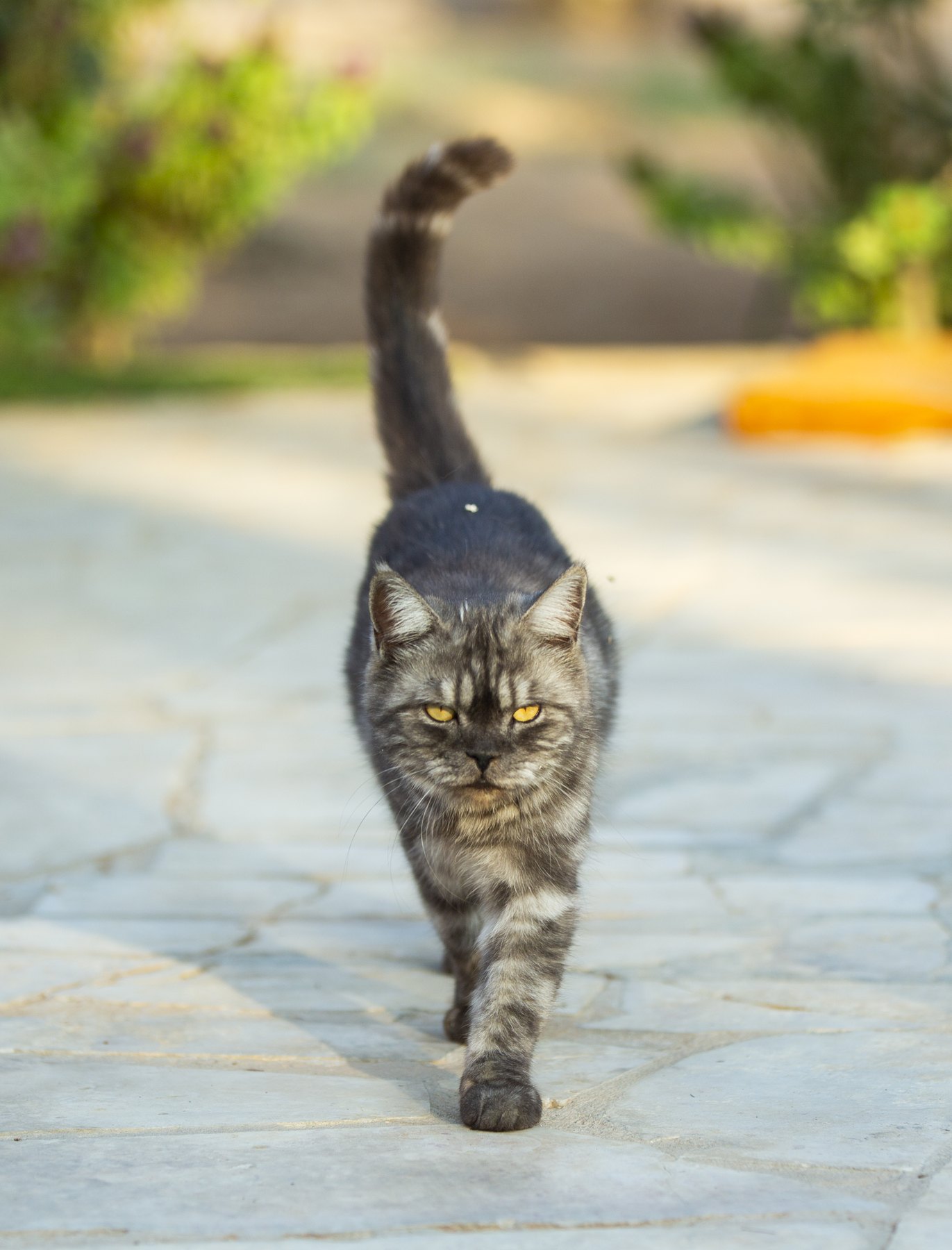 A silver-and-black marble tabby walking toward the camera on a stone path.